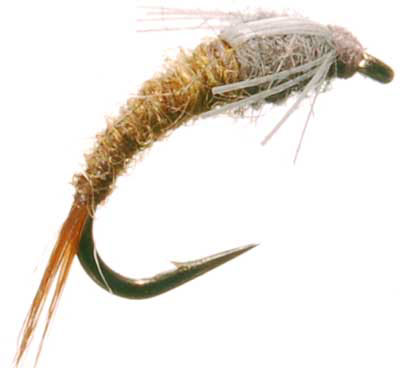 Emerging Baetis