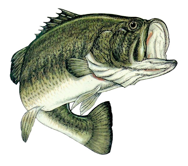 Picture Of A Large Mouth Bass 84