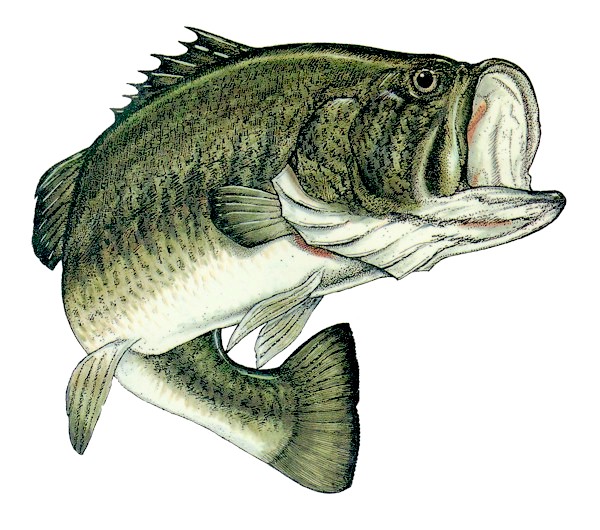 largemouth bass record. World Record Largemouth Bass