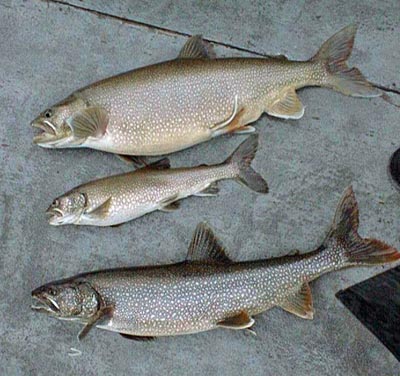Recipes for lake trout