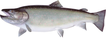 Bull Trout Bull Trout