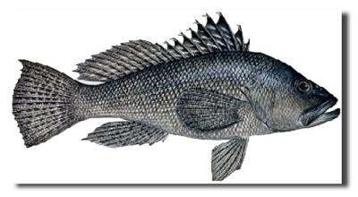 Sea Bass (large)