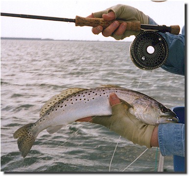 This is NOT the World Record, but it is a nice catch. This is NOT the World Record, but it is a nice catch.