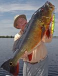 Peacock Bass grow VERY large in the Amazon