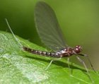 mayfly