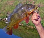 Peacock Bass of Miami