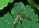 crane fly artificial