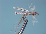 crane fly