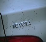 a swarm of midge plastered on a Toyota