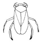 water boatman illustrated