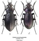 Beetles are chock full of protein 