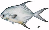 Permit