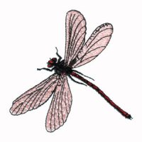 dragonfly