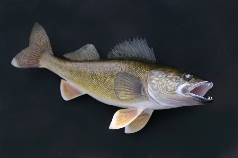 Wally the Walleye