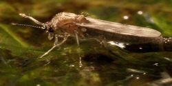 adult midge on the water