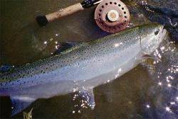 Nice Steelhead