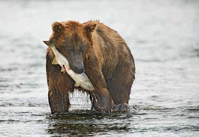 Chum Salmon meets Alaskan Bear -- Bye, Bye, Salmon