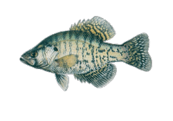 White Crappie