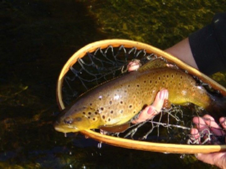 Brown Trout