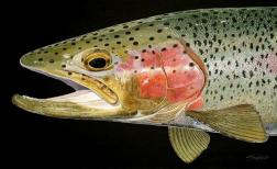 Rainbow Trout