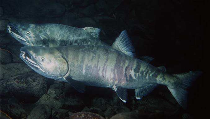 School of Chum Salmon