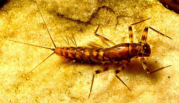 MAYFLY IN NYMPH STAGE UNDERWATER