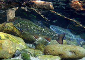 BROOKIE