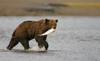 coho-meets-bear