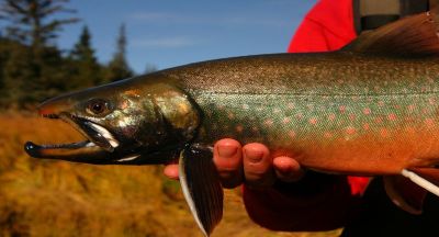 The Dolly Vsrden trout is technically a char and is also known as the Arctic Char aa well as the Bull Trout
