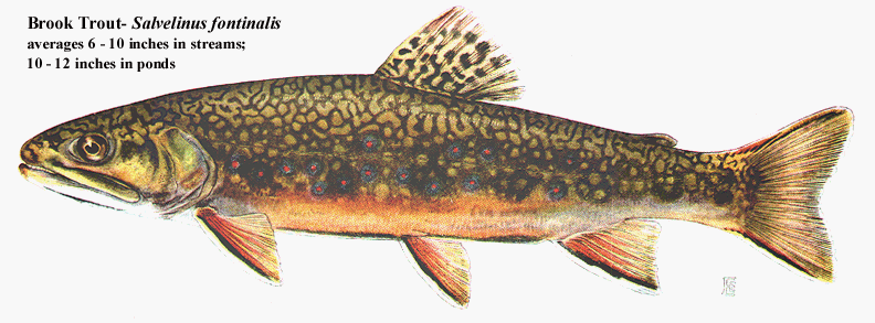 Brook Trout