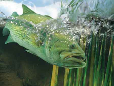 Largemouth Bass