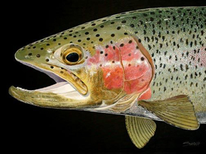 A Spring Rainbow Trout
