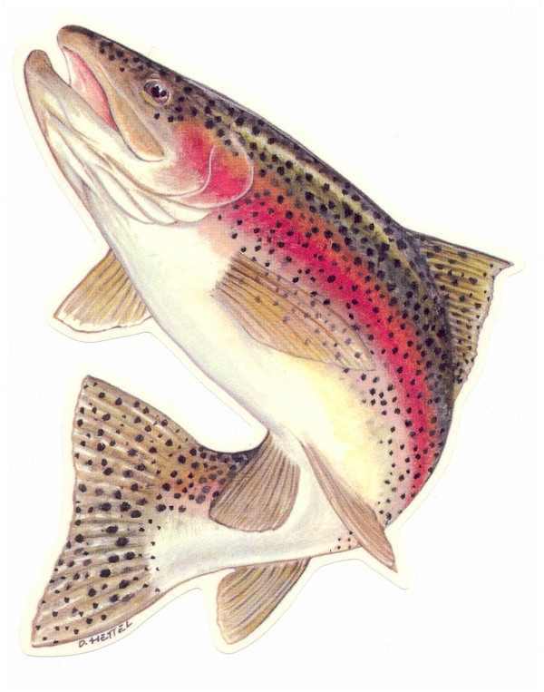 Rainbow Trout -- before