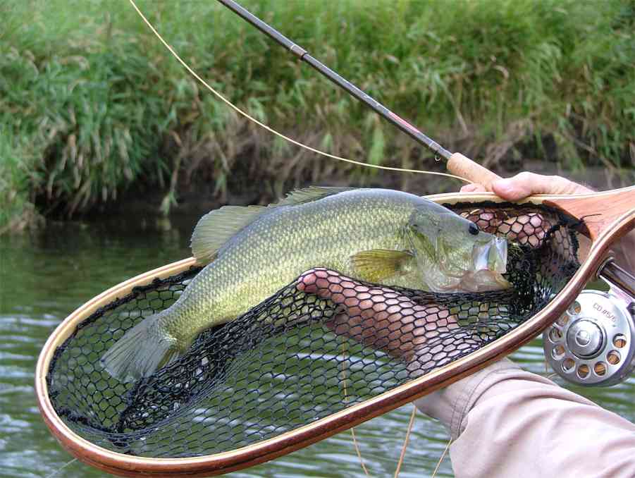 Smallmouth bass taken on the fly