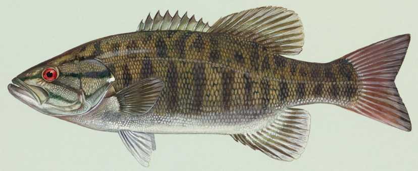 Smallmouth Bass