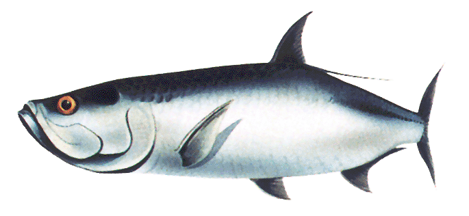 Atlantic Tarpon