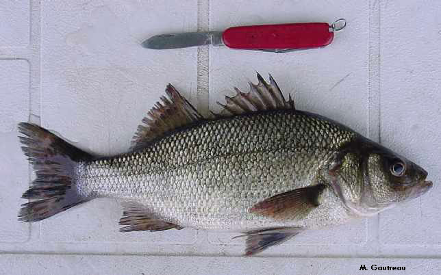 White Perch White Perch