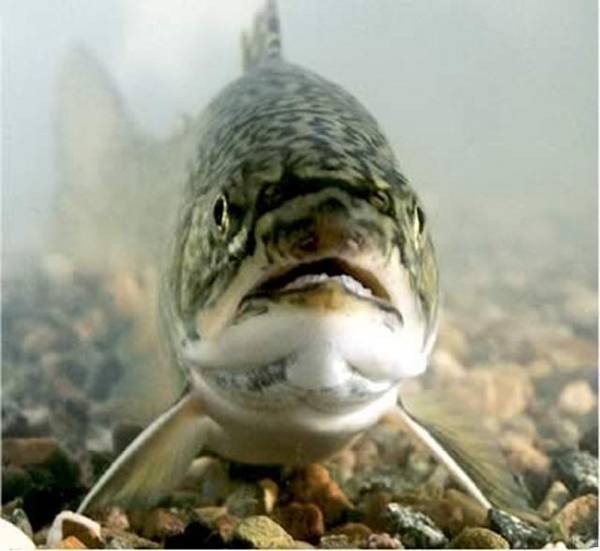 Face to Face with the Apache Trout