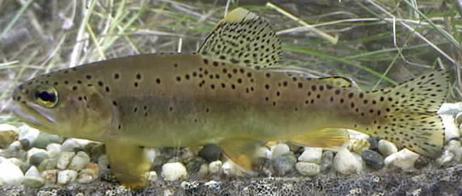 Apache Trout