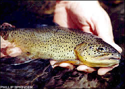 Apache Trout