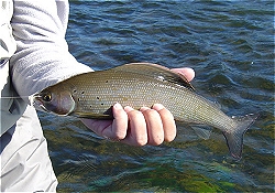 Arctic Grayling