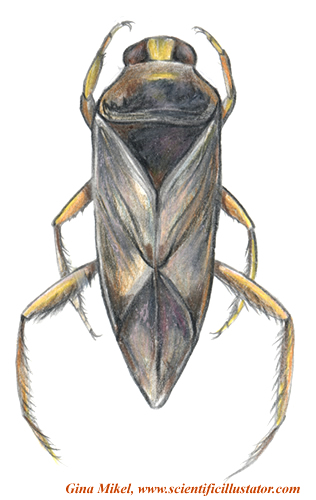 backswimmer illustration