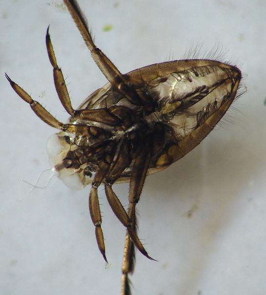 backswimmer adult