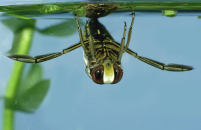 a backswimmer doing the backstroke