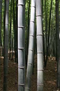 live bamboo stalks