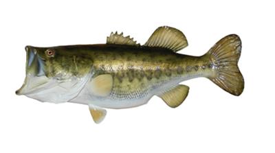 Largemuth Bass