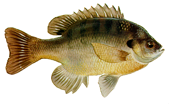 Bluegill Bluegill