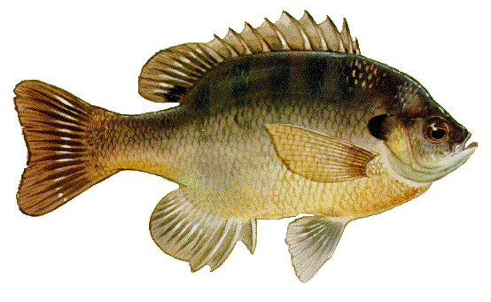 Bluegill