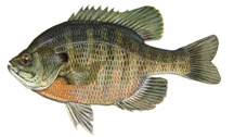 Bluegill