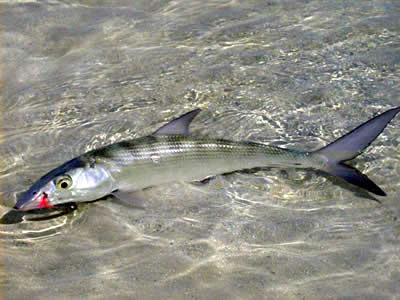 Bonefish from Islamorada